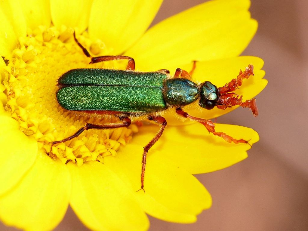 Meloidae: Lydus trimaculatus italicus (senza macule) (e Cerocoma schreberi)